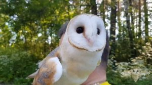 Barn owl. Сипуха на прогулке