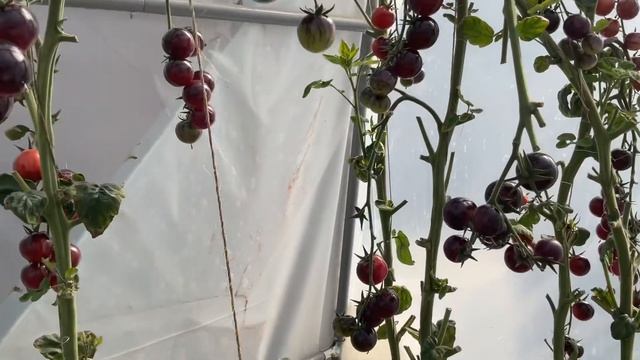 Октябрь. Базилик в теплице. October. Cinnamon basil in greenhouse.
