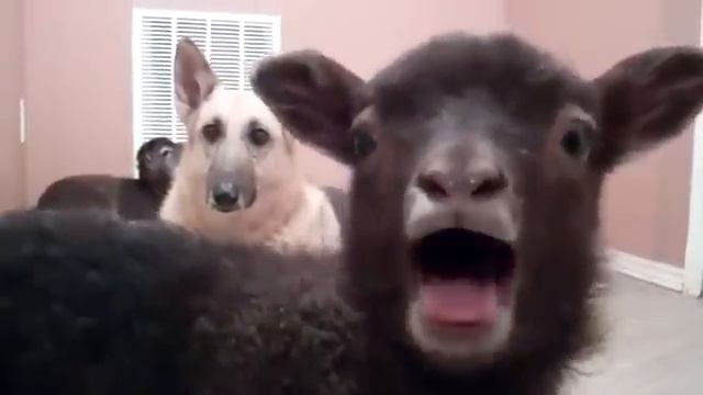 Yeah Lamb | Говорящая Овца.