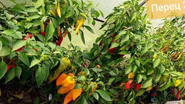 Распаковка посылки с семенами от коллекционера. Сорта перца и томатов на 2021 год. смотреть онлайн