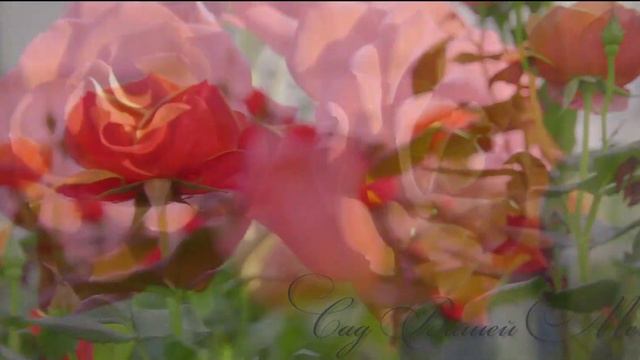 Вальс Цветов - в Питомнике 