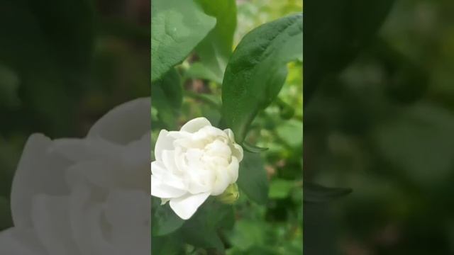 Жасминовое лето смотреть онлайн