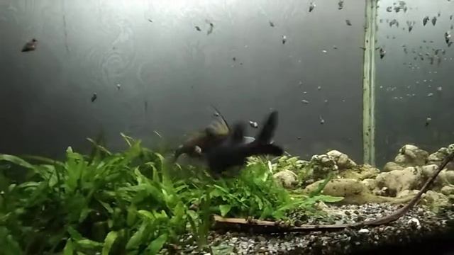 VERSUS. Битва сомов перевёртыш ей. смотреть онлайн