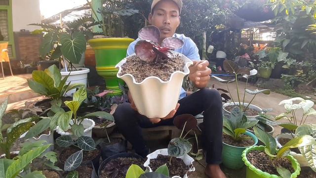 JUAL AKLGONEMA MURAH DAN KELADI SAM PILO DENROM DAN ANTURIUM KOBRA смотреть онлайн