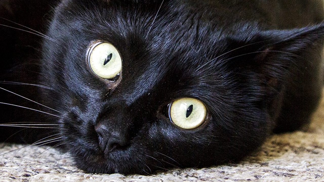 Девушка услышала жалобный плач котенка под балконом. Котик выпал из окна пятого этажа смотреть онлайн