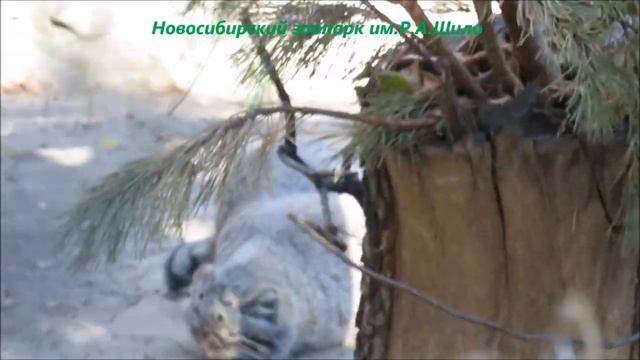 Манулы. Ачи наблюдает за птичками, а Адель повалялась 14.10.2022 смотреть онлайн