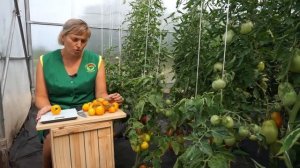 Томат Золотой Алатау (Народное тестирование 2020) - Обзор №5