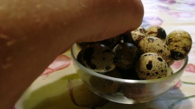 Вселенная перепелов.