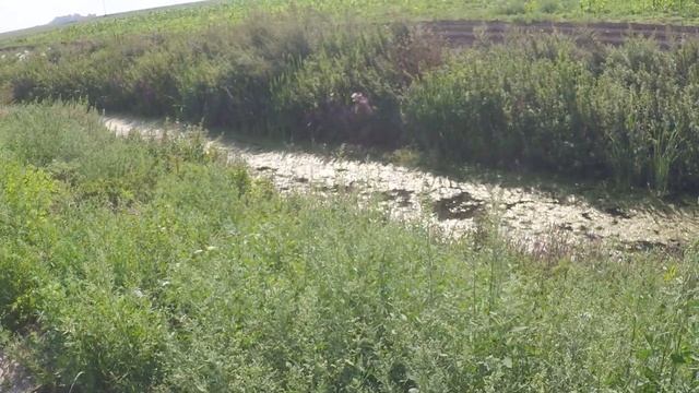 Охота на Утку с подхода 2 2022г! смотреть онлайн