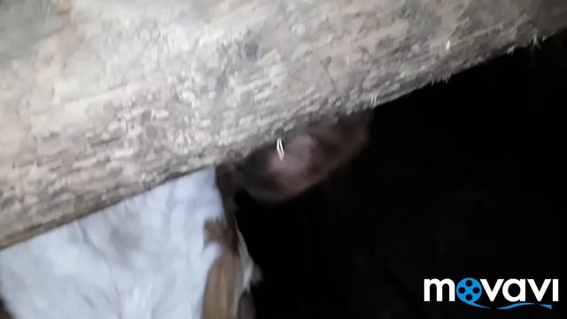 КРС 20 ГОЛОВ В САРАЕ! смотреть онлайн