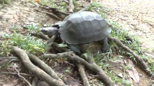 Пхукет  Национальный парк