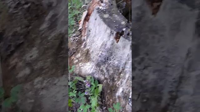 Ижевск. Парк Кирова смотреть онлайн
