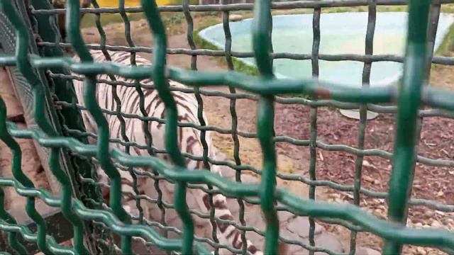 Зоопарк Лимпопо смотреть онлайн