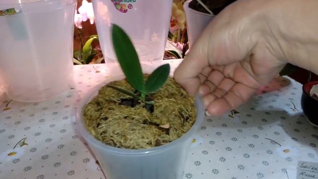 Кашпо с автополивом и кашпо с фитильным поливом | ОБЗОР смотреть онлайн