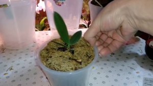 Кашпо с автополивом и кашпо с фитильным поливом | ОБЗОР