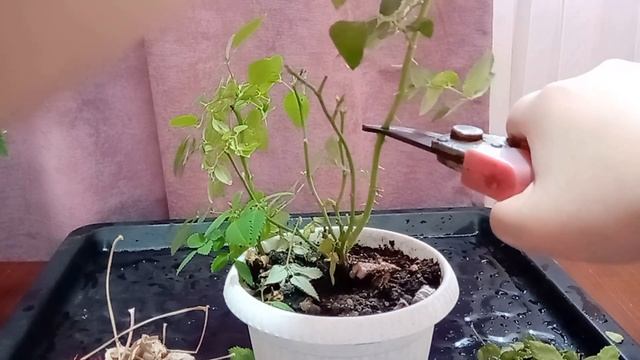 Почему желтеют листья у розы? смотреть онлайн