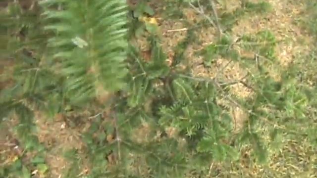 How to ID Abies balsamea var phanerolepsis смотреть онлайн
