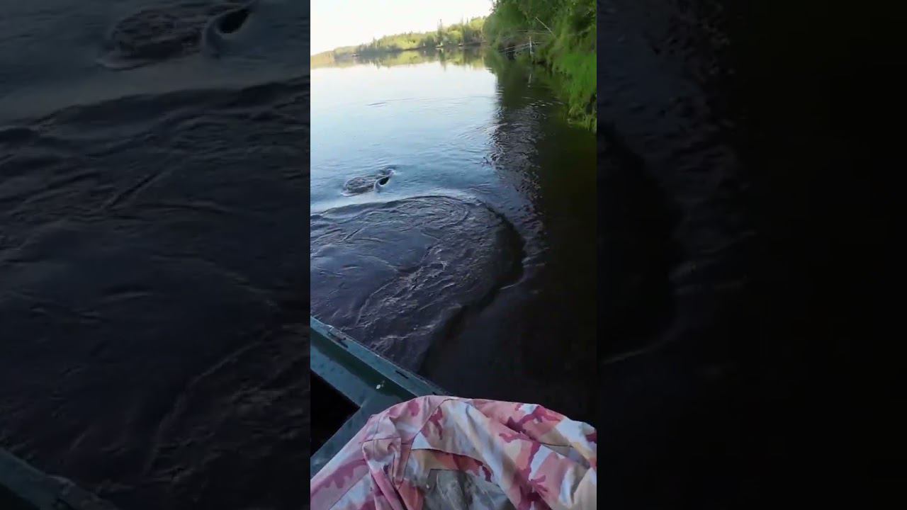Трофейная рыбалка Щука на булю. Рыбалка без подсака. Оснастка стингер. Полное видео на канале смотреть онлайн
