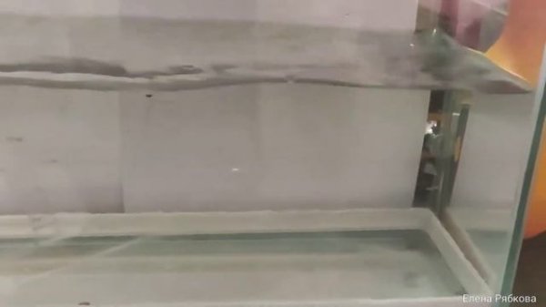 #нересттернеций Подготовка к нересту тернеций глоу фиш