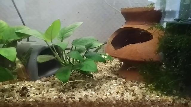 Аквариумистика. Обменял рыбу на растения. смотреть онлайн
