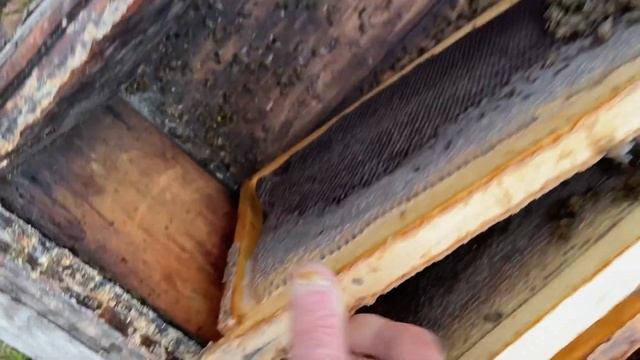 Об’еденяем в зиму кавказских пчел смотреть онлайн