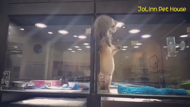 Котенок лезет к другу Cute Kitten Escapes Cage To Play With Puppy