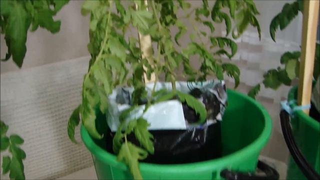 Томатные деревья и комнатные томаты 27 апреля. смотреть онлайн