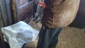 Любопытный Вес у помеси Дюрка и Вьетнамской вислобрюхой свиньи в 1 месяц 4 дня