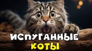 Подборка самых смешных пугливых кошек