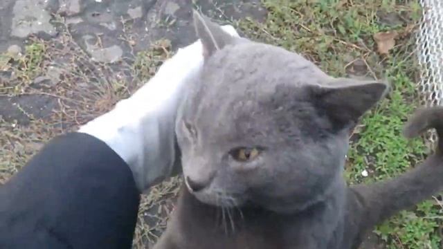 дымчатый кот смотреть онлайн