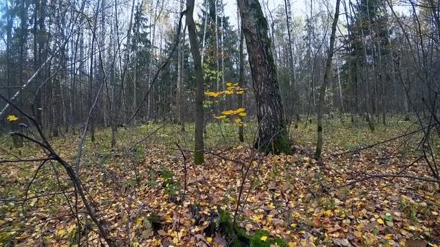 УЖАС!!! ПОПАЛ В НЕХОЖЕНОЕ ГРИБНОЕ МЕСТО! БЕЛЫЕ ГРИБЫ ПОЛЯНАМИ В ОКТЯБРЕ! Сбор грибов осенью 2022! смотреть онлайн