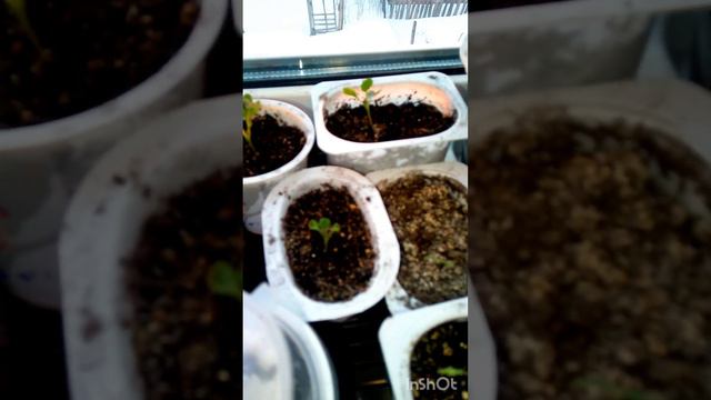 Как вырастить рассаду без проблем. Крепкая рассада. смотреть онлайн