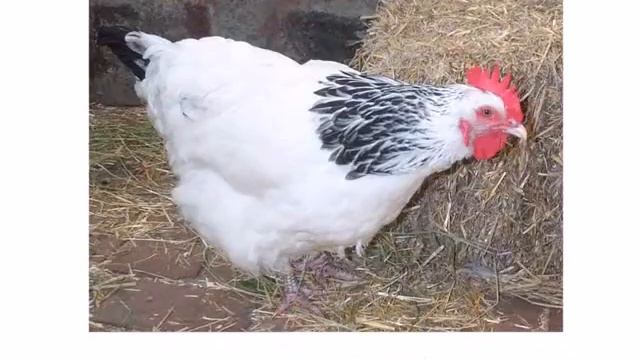 Голоса смотреть онлайн