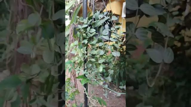 LIVE | Hanging Plants #peperomia #staghorn