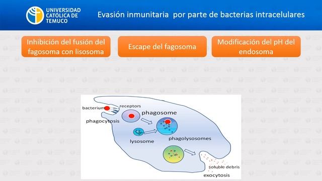 IC: Sistema inmune frente a patógenos смотреть онлайн