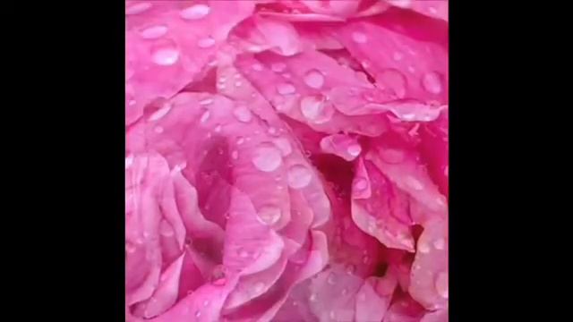 The PINKS, Peony blooms in my garden 2021 смотреть онлайн