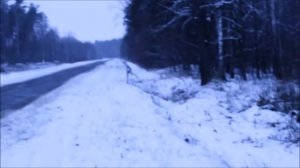 Охота на волка.