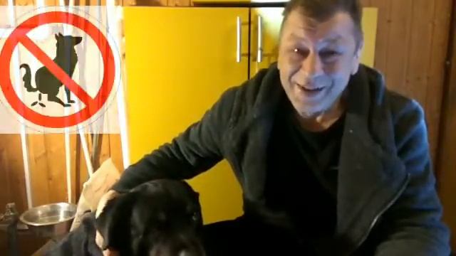 КАК НАУЧИТЬ ЩЕНКА ОСТАВЛЯТЬ СВОИ 