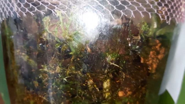 Полив та огляд частини моїх квітучих орхідей. смотреть онлайн