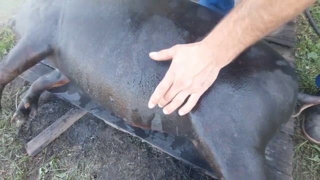 ЧЕРНЕНИЕ СВИНЬИ ПОСЛЕ ЗАБОЯ. ВЕНГЕРСКАЯ МАНГАЛИЦА. смотреть онлайн