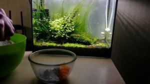 Разведение нематоды | Живой корм для мальков | Простой способ разведения микрочервя