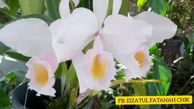 Cattleya Schroederae