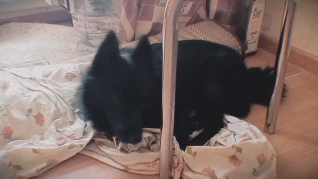 КАК МЫ С СОБАКАМИ ПРОВОДИМ ЭТО ЛЕТО-2021 В КОСТРОМЕ? ШИППЕРКЕ И БШО. смотреть онлайн