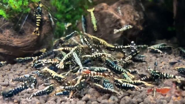 Galaxy Fishbones feeding смотреть онлайн