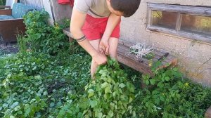 Заготовка банных веников. Как правильно вязать, сушить березовые веники для бани. Путь к успеху.