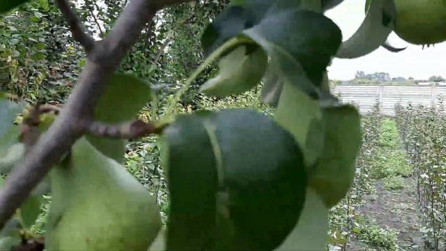 Груша Конкорд плоды смотреть онлайн