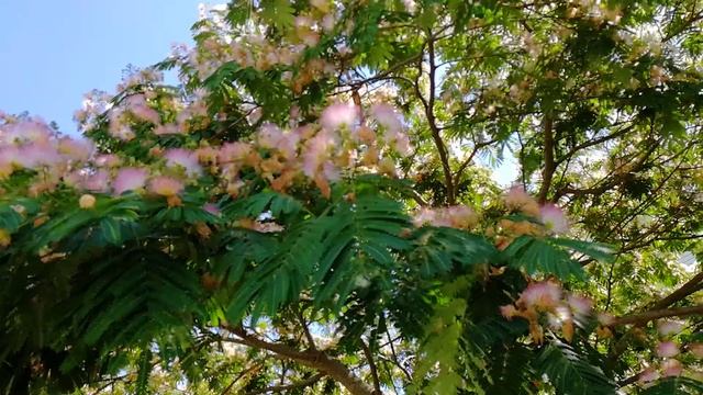 Шелковое дерево или альбициния в Сочи. смотреть онлайн