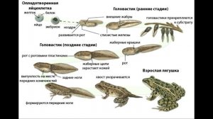 § 22 Размножение и происхождение земноводных. Значение земноводных