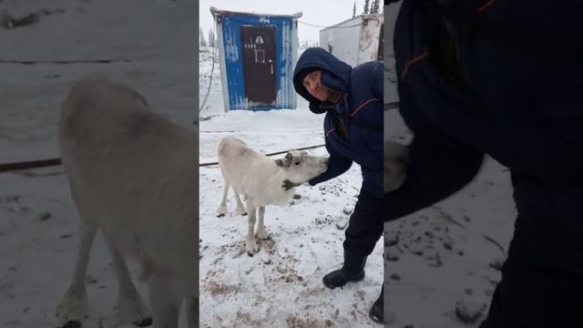Маленький северный оленёнок смотреть онлайн