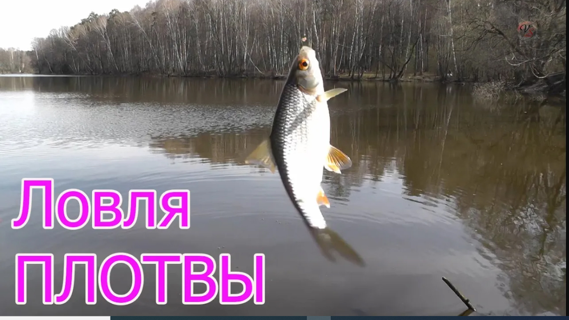 Ловля ПЛОТВЫ на поплавочную удочку с двумя крючками, Подводная съёмка. Насадка- Болтушка. Рыбалка смотреть онлайн